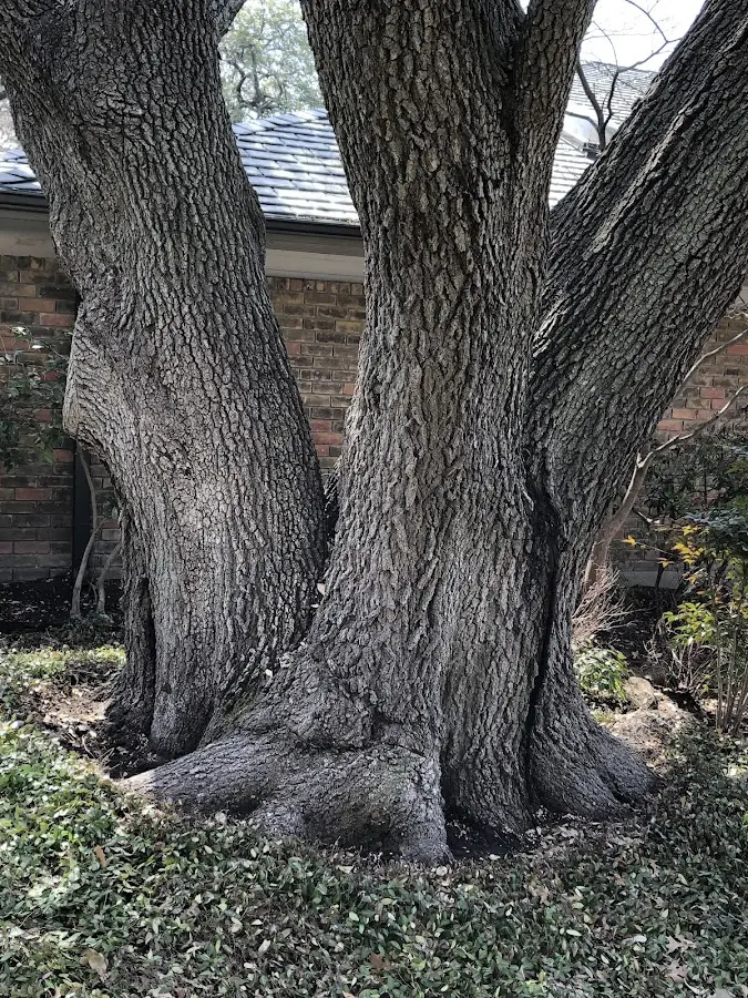 Mature heritage tree close to a Butte City property cared for by certified arborists